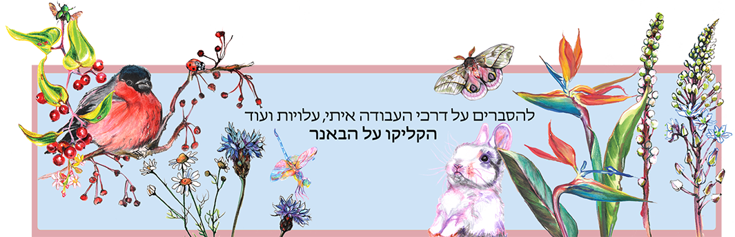 להסברים על דרכי העבודה איתי הקליקו